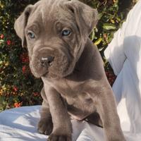 Cuccioli di Cane Corso