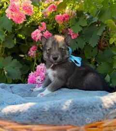 Siberian Husky con pedigree Enci