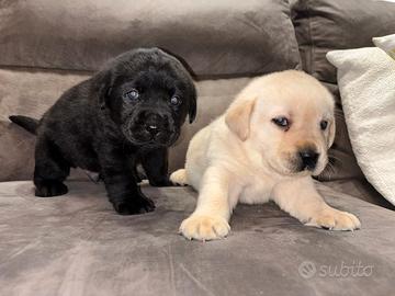 Labrador cuccioli pedigree