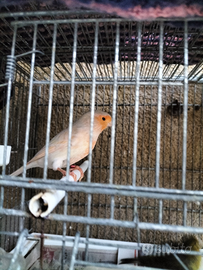 Canarini colore