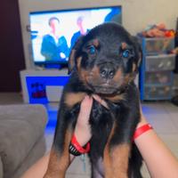 Rottwailer 60 giorni