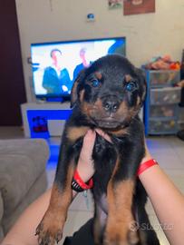 Rottwailer 60 giorni