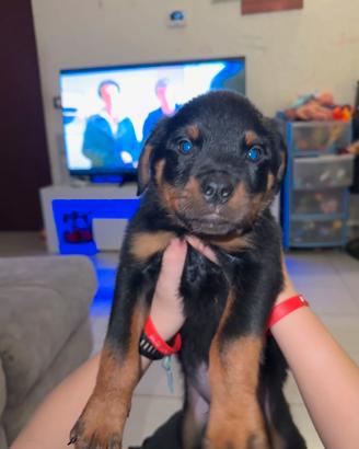 Rottwailer 60 giorni