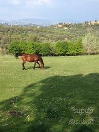 Terreno con annesso agricolo Impruneta Galluzzo