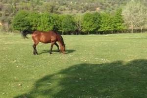 Terreno con annesso agricolo Impruneta Galluzzo