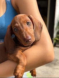 Cucciola di Bassotto nano
