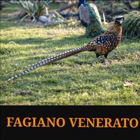 Fagiani venerati