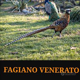 Fagiani venerati
