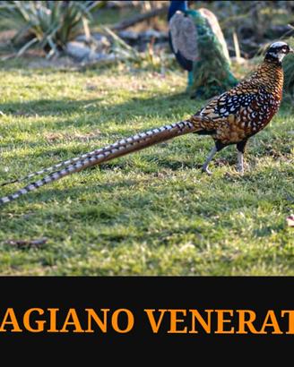 Fagiani venerati