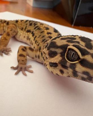 Geco leopardino giant