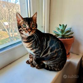 Gattino Bengala maschietto