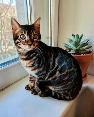 Gattino Bengala maschietto