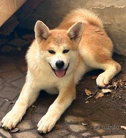 Akita Inu