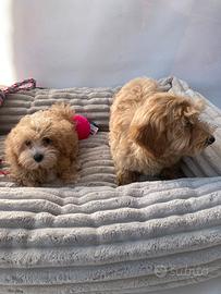 Maltipoo