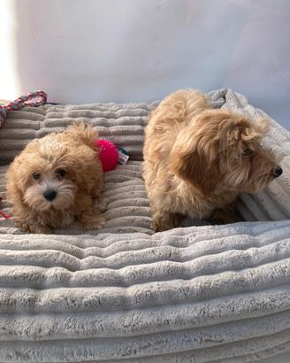 Maltipoo