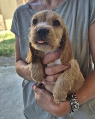 Cocker spaniel
