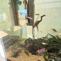 Acquario “Sera cube” 80 lt