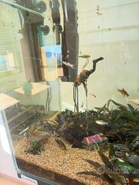 Acquario “Sera cube” 80 lt