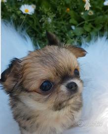 Chihuahua maschio mini