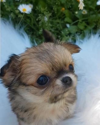 Chihuahua maschio mini