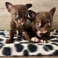 Cuccioli di chihuahua con pedigree