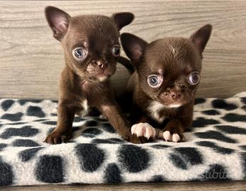 Cuccioli di chihuahua con pedigree