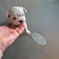 Maltese coreano toy