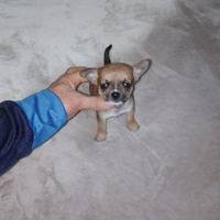 Chihuahua mini Toy maschietto