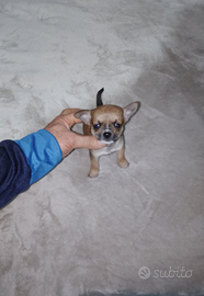 Chihuahua mini Toy maschietto