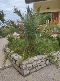 Phoenix canariensis palma