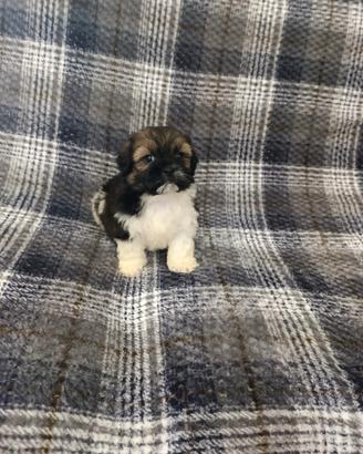 Cuccioli Shi Tzu