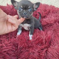 Chihuahua taglia piccolissima