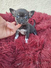 Chihuahua taglia piccolissima