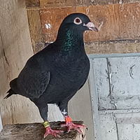 Colombo viaggiatori femmina