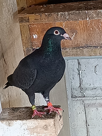 Colombo viaggiatori femmina