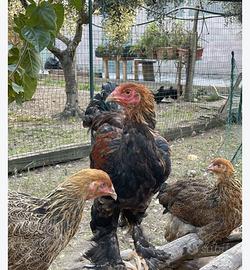 gallo razza brahma