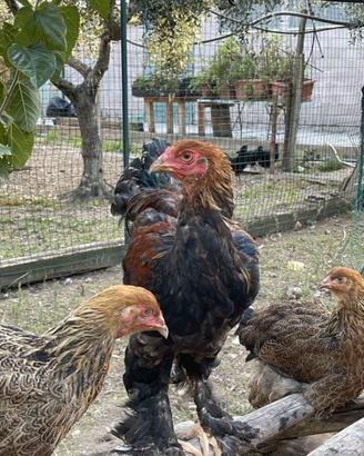 gallo razza brahma
