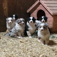 Pastori Australiani - Australian Shepherd