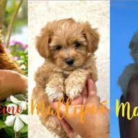 Cucciolo di barboncino, maltipoo o yorkshire