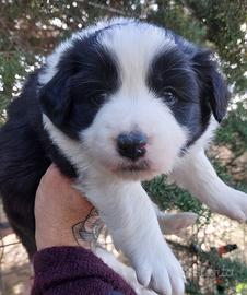 Cuccioli Border collie