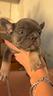 bulldog-francese