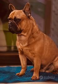 Bulldog francese per monta