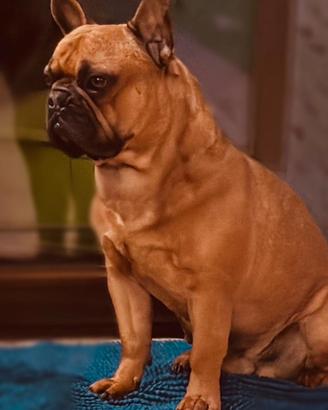 Bulldog francese per monta