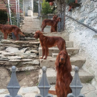Stupendi cuccioli di Setter Irlandese