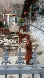 Stupendi cuccioli di Setter Irlandese