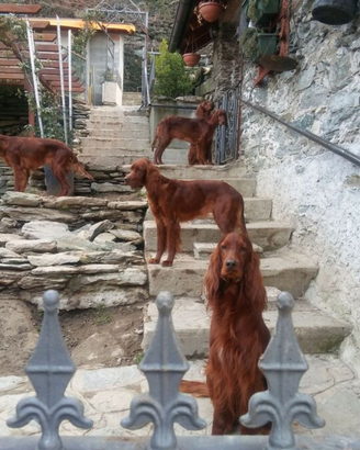 Stupendi cuccioli di Setter Irlandese