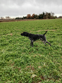 Bracco tedesco a pelo corto kurzhaar