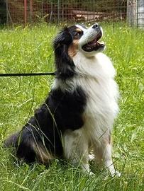 Pastore Australiano per accoppiamento