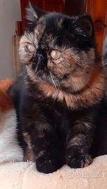 Exotic Shorthair