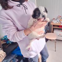 Marmocchietta dolcissima aspetta una famiglia